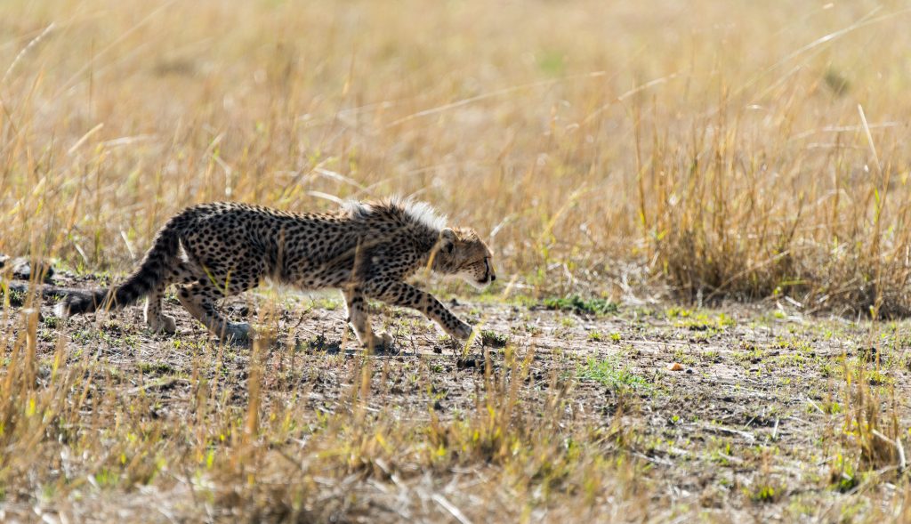 Cheetah cub in a stalking pose