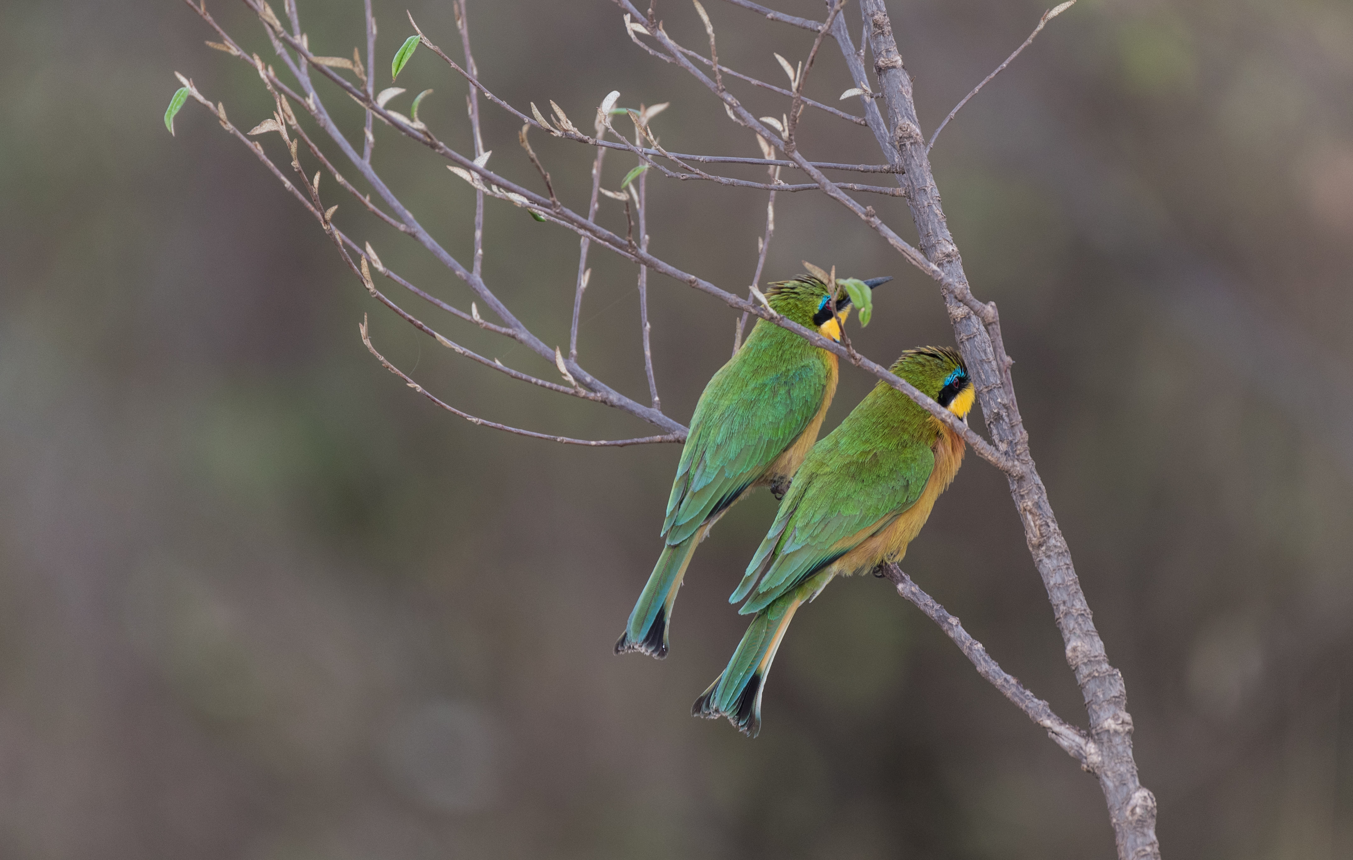 Two little bee-eaters perched on a branch back to camera