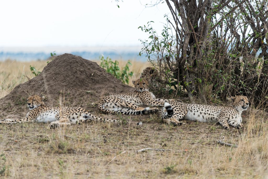 Three cheetahs resting under a tree