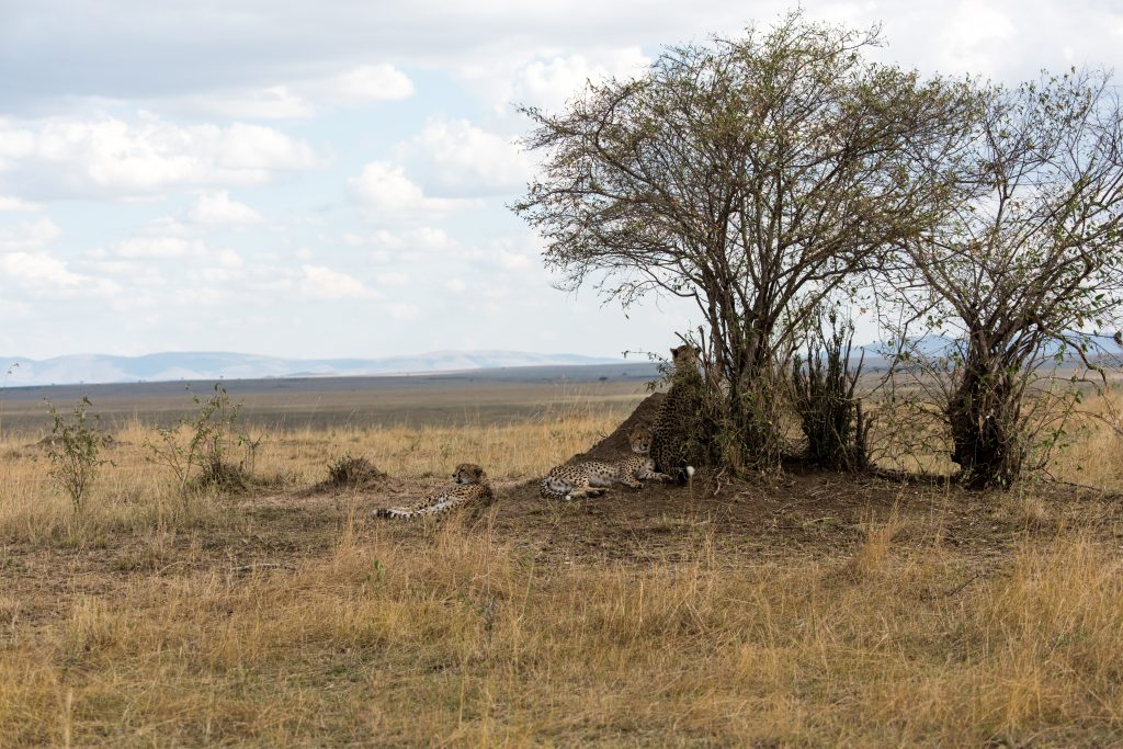 Cheetah resting under a tree on the edge of the plain