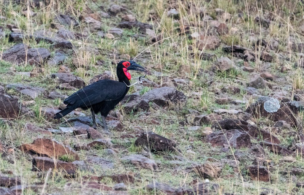 ground hornbill with a snake In its mouth