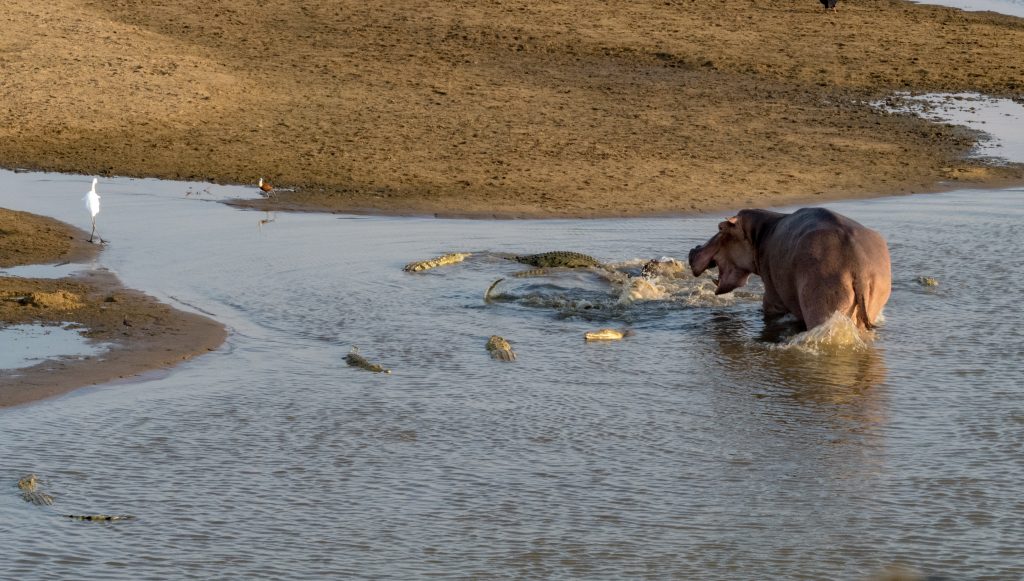 the rowdy crocs provoked a roar of protest from the hippo