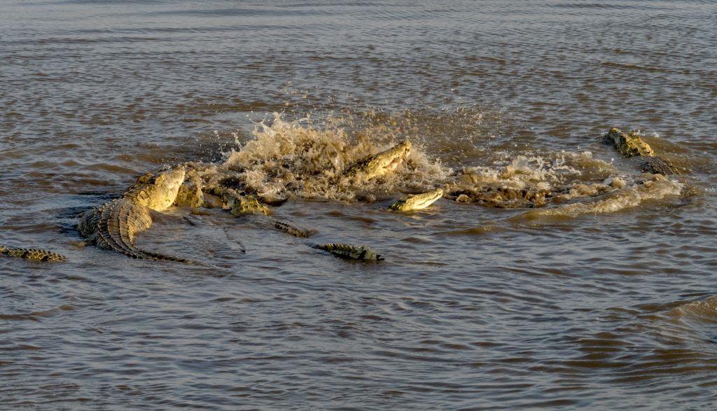 The crocodiles took hold and turned over thrashing as they did and creating turmoil in the shallow water