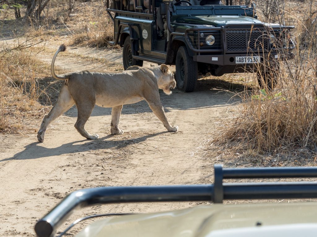 The lioness crosses between the stationary vehicles