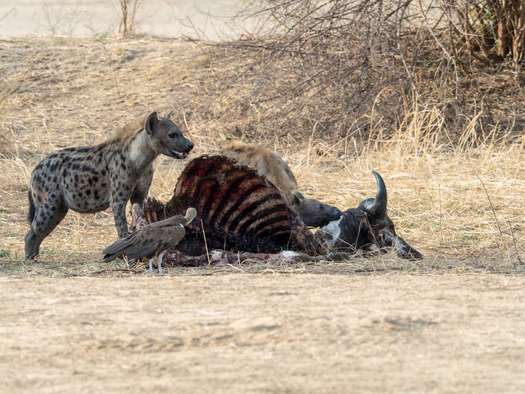 Hyenas and vulture at the remains of a kill