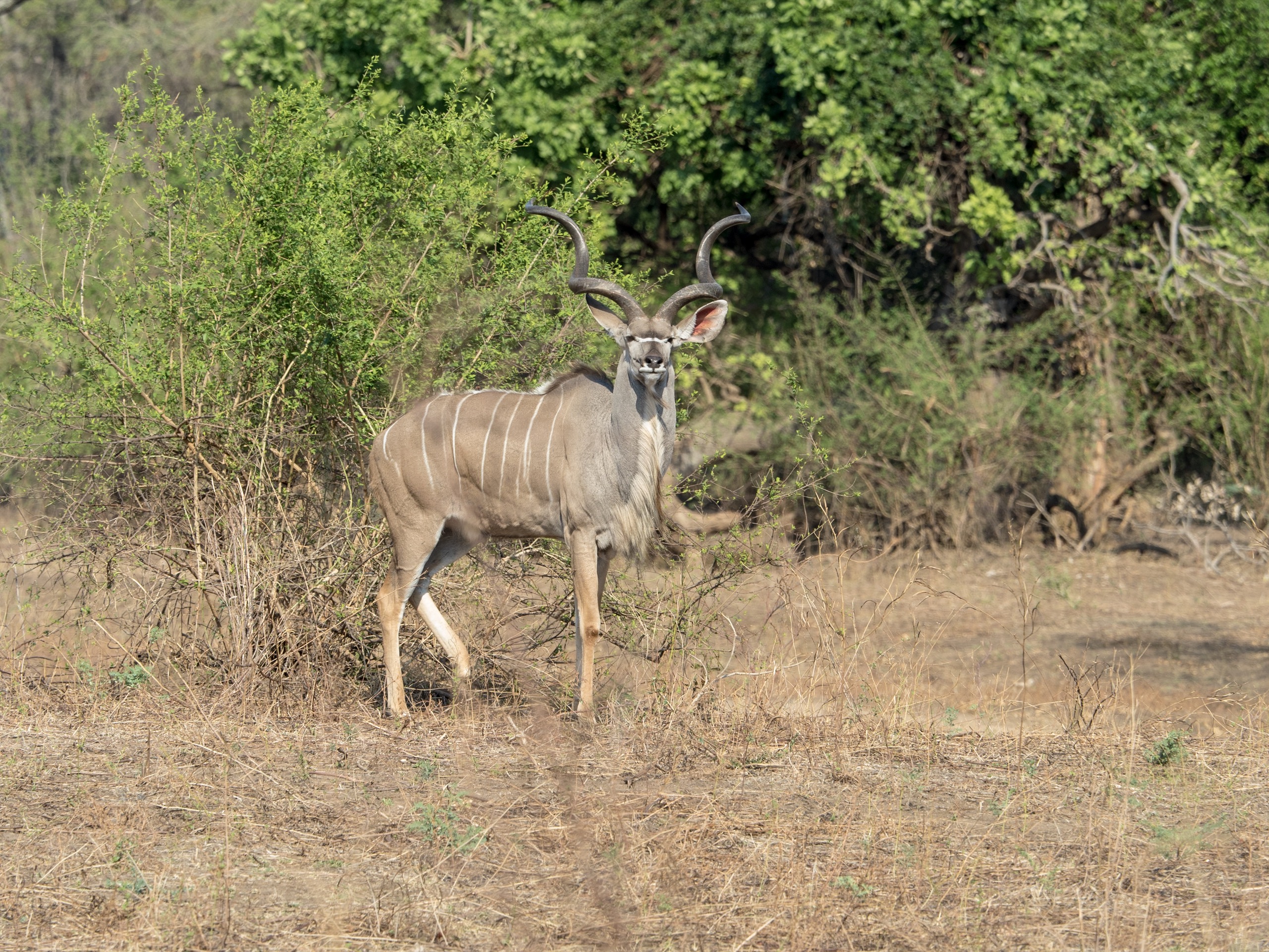 Male kudu looking to camera