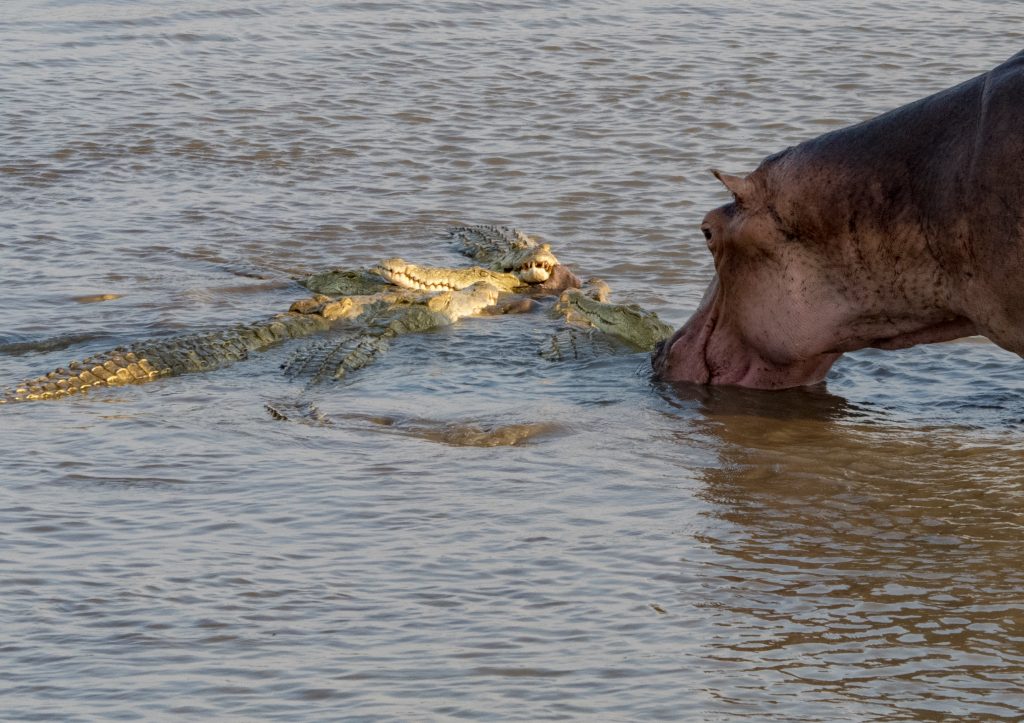 the hippos were astonishingly close to the feeding crocs