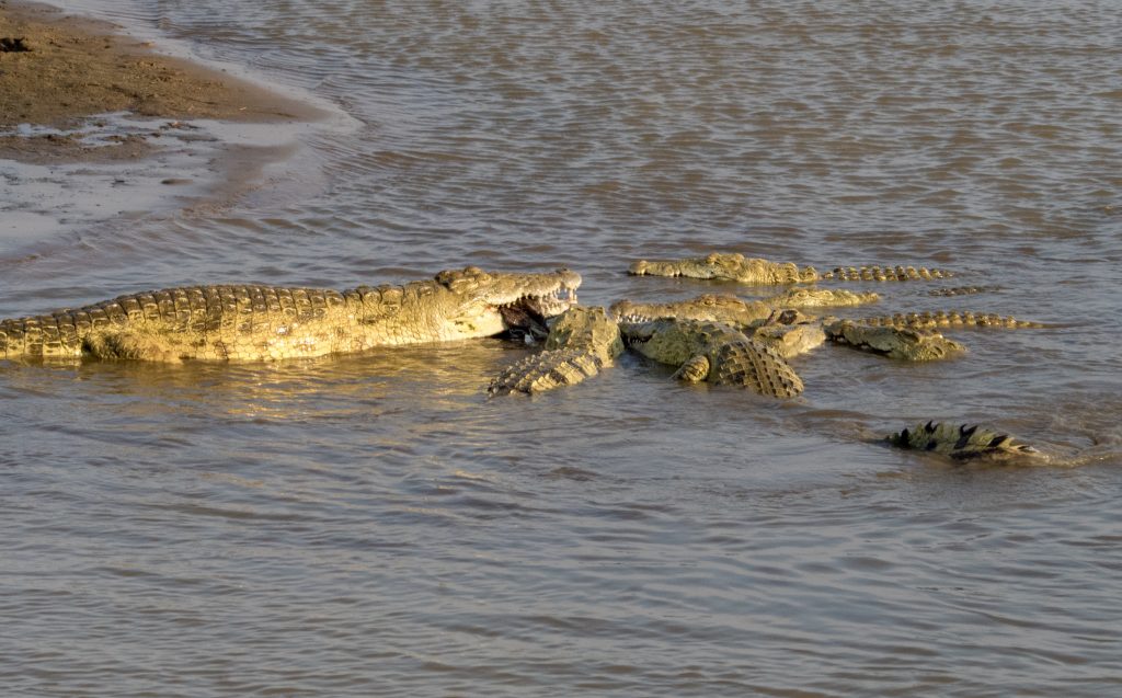the larger croc seems to be holding it for the smaller ones to grasp
