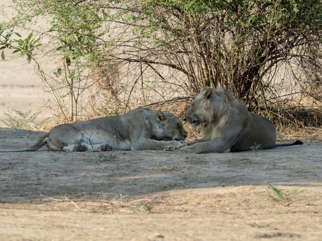 Mating lions - tender and totally relaxed