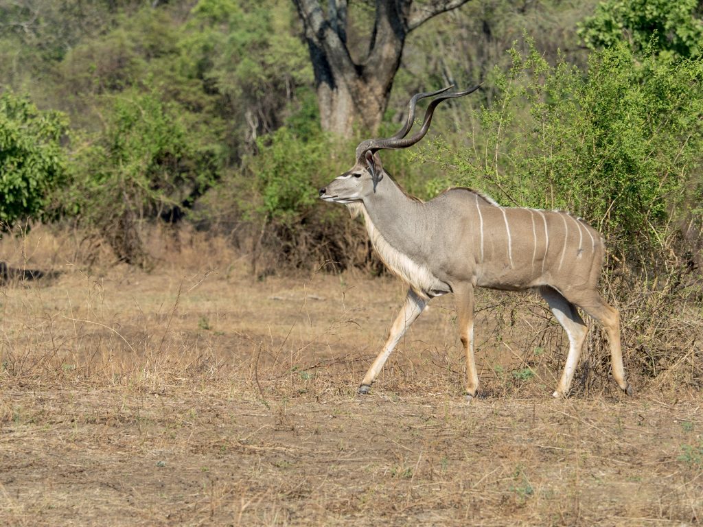 male kudu in profile