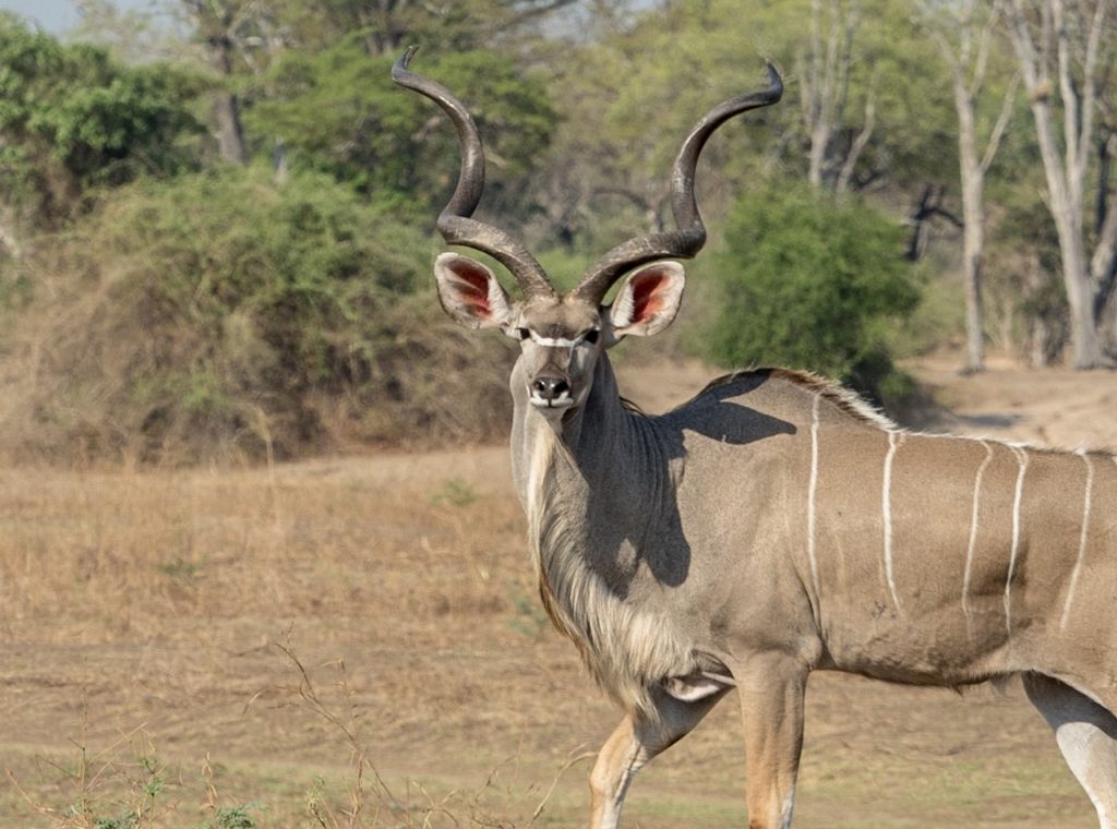 Male kudu close up