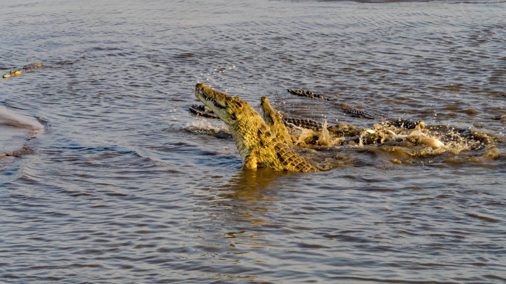 Large group feeding on a carcass underwater