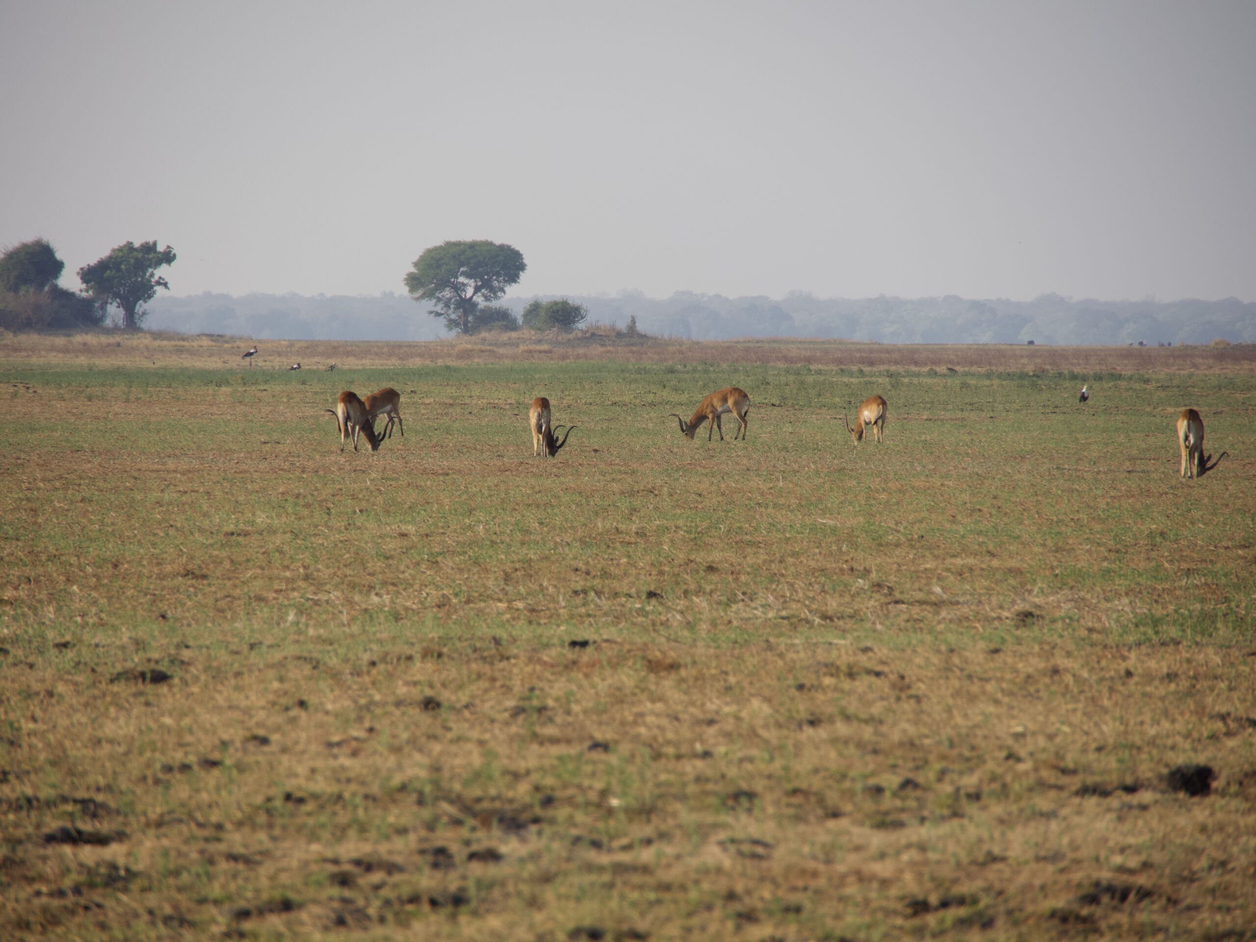Busing Plains - open landscape