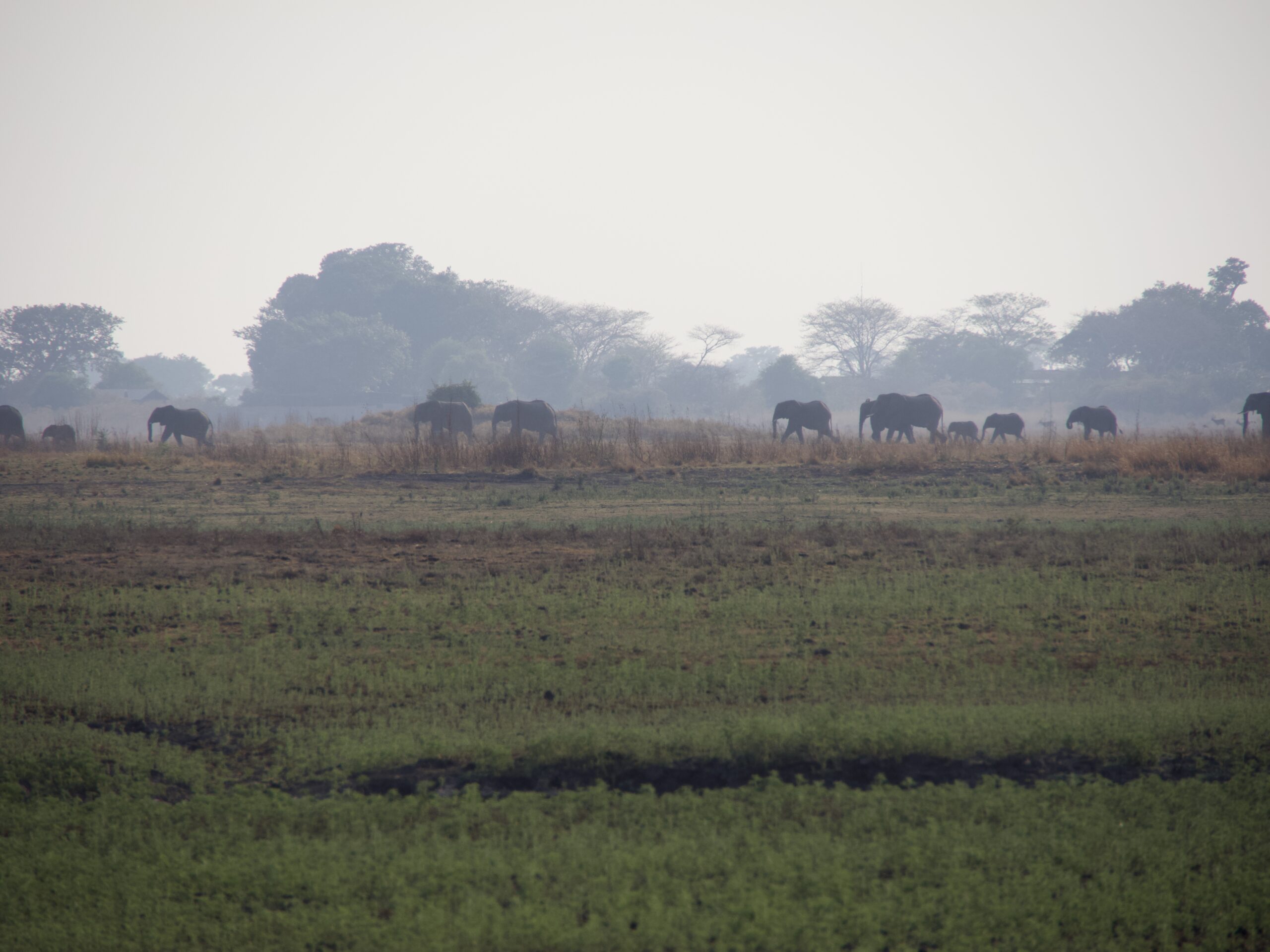 String of elephants on the skyline in the mist