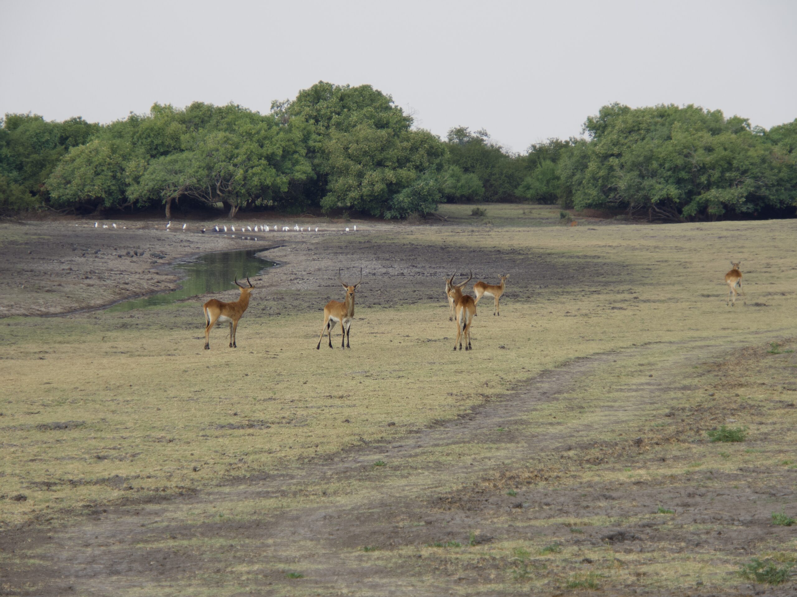 Open plains area near the tree line